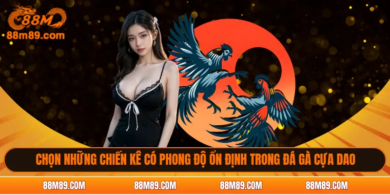 Chọn những chiến kê có phong độ ổn định trong đá gà cựa dao